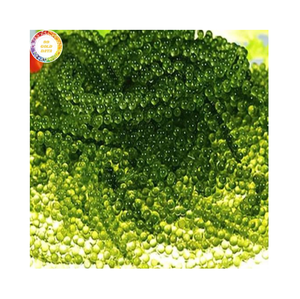 Uvas de mar frescas de alta calidad, caviar verde, algas comestibles, suministro a granel desde Vietnam para sushi, ensaladas y mariscos. - Product Image 1