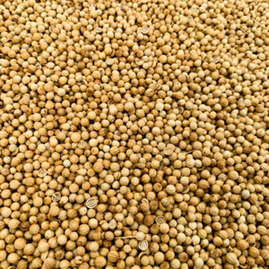 เมล็ดผงยี่หร่าอินเดียแบบขายส่ง 1 กก. จากกูร์กาฏ สำหรับการผลิตข้ามชาติ - Product Image 1