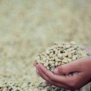 Café Vert Robusta Spécialisé Taille 18 du Vietnam Qualité Supérieure Certifié ISO 22000 Marque TNFOOD Sacs de 1000 kg Exportation Directe Mondiale - Product Image 1