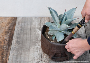 เคียวใบมีดเหล็กกล้าไร้สนิมญี่ปุ่น ด้ามจับไม้โอ๊คจับถนัดมือ น้ำหนักเบา เหมาะสำหรับทำสวน ปลูกพืช และย้ายต้นไม้ - Product Image 5