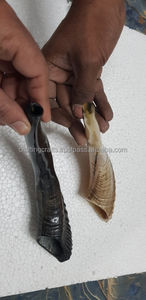 Shofar de Cuerno de Carnero Pulido a Mano de Alta Calidad de la India, Ecológico, Venta al por Mayor - Product Image 5