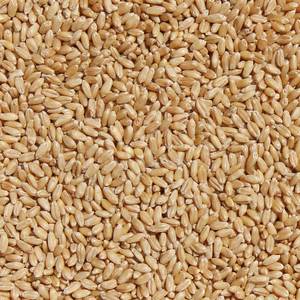Grano de Trigo con Alto Contenido de Proteínas para el Sector Alimentario a Granel con 99% de Pureza y Estándares de Grano Seleccionado de Cosecha Limpia - Product Image 2