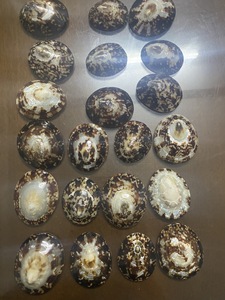 Piezas de Concha de Limpet Natural para Manualidades Creativas, Decoración de Interiores Estilo Playa y Venta al por Menor - Product Image 6
