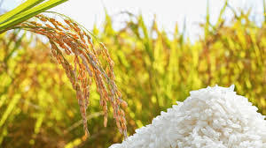 Riz Japonica du Vietnam brisé 5% 50kg - Product Image 2