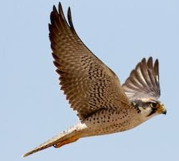 Premium Lanner-Falken für Großhandelslieferungen und professionelle Falknerei-Zuchtprogramme für den globalen Vogelhandel und lizenzierte Käufer - Product Image 2
