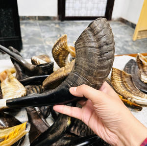 Cuerno de Shofar ecológico pulido Kosher de alta calidad Cuerno de carnero auténtico Rosh Hashanah Yom Kippur hecho a mano disponible múltiple - Product Image 6