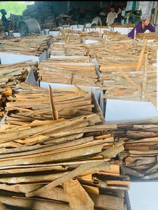 CASSIA/CANELA SECAS NATURALES ELITE CON CALIDAD PREMIUM a PRECIOS COMPETITIVOS (WA:+ 84362512699) - Product Image 4