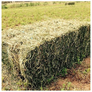 Foin d'alfalfa de qualité supérieure pour l'alimentation animale / Foin d'alfalfa en vente au prix de gros - Product Image 3