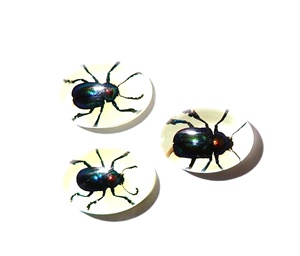 Escarabajo de Hoja Brillante, Espécimen Real, Cabujón de Plástico Ovalado de 12x18 mm, Base Plana Brillante para Manualidades y Joyería - Product Image 3
