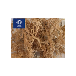 READY TO SHIP Safe Clean Eco Dried Seamoss Pure <b>Seaweed</b> Item Best For Drink Blending And Dessert Preparation Price - Product Image 1
