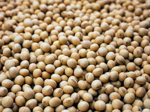Granos de Soja Secos Amarillos Sin OMG, Semillas de Soja Enteras a Granel de Grado Alimenticio para Alimentación Animal - Product Image 4