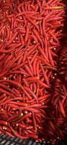 Chili rojo congelado al por mayor/Chiles congelados IQF-Sin conservantes, cosecha fresca, limpiado y empaquetado para mayor comodidad/Sra. Lima - Product Image 3
