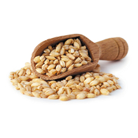 Cebada para Alimentación Animal, Natural, Orgánica, de Primera Calidad, en Bolsas de 50 Kg, Semillas de Cebada, Grano de Cereal