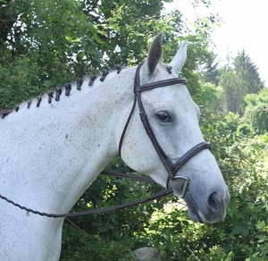 Cheval blanc avec bride en cuir et rênes lacées dans un contexte naturel - Product Image 1