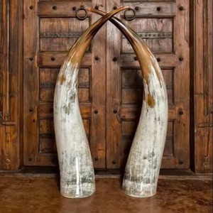 Paire de cornes de bison polies, décoration murale, design Art Déco, grande taille de 27 à 35 pouces, pour mariage, anniversaire - Product Image 4