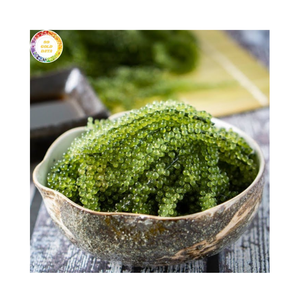 Uvas de mar frescas a granel, caviar verde, algas comestibles de Vietnam, ingrediente natural de uvas de mar para sushi, ensaladas y mariscos - Product Image 4