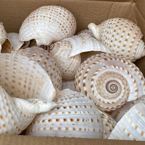 Concha de mar pulida de Vietnam con manchas, 10-13 cm, para decoración costera de lujo, adorno de acuario, arte en conchas, exhibición. - Product Image 1
