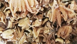 Dactylorhiza Hatagirea Dried Root Dactylorhiza Hatagirea Herbal Root Salam Panja Dried Tuber - Product Image 4