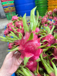 Fruta de dragón de Vietnam Premium con piel verde y carne blanca Fruta tropical de grado de exportación Ideal para mercados minoristas globales - Product Image 4