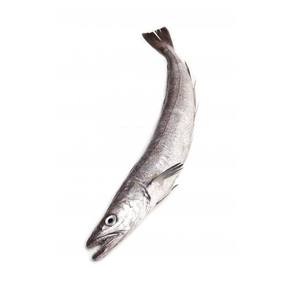 Pescado hake congelado al por mayor, captura congelada para distribución global - Product Image 6