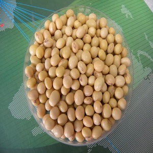 Graines de soja fiables non-OGM : Achetez des semences de qualité pour les agriculteurs recherchant des graines agricoles cohérentes pour la transformation alimentaire - Product Image 1