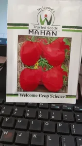 CRADLE of LIFE Tomato Seeds for Farming-High-Yield 12 Month Shelf Life Ready for Planting - Product Image 6