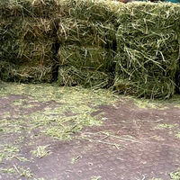 Meilleure Vente de Foin d'Alfalfa en Gros Volume pour l'Exportation et les Marchés de Commerce de Matières Premières