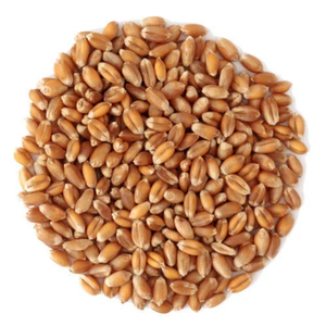 Granos de Trigo de Primera Calidad para Exportación al por Mayor, Grado Alimenticio Premium, Disponibilidad Inmediata para Compradores Globales - Product Image 3