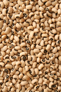 Haricots Matki Entiers Premium, Légumineuses Riches en Protéines Naturelles, Qualité Export en Gros, Sac de Marchandises Alimentaires - Product Image 3