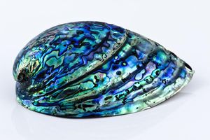 Handmade Natural <b>Abalone</b> <b>Shell</b> Polished Decorative Seashell for DIY Jewelry Craft Wholesale Vietnam Export Supplier - Product Image 2