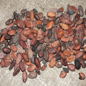Vente en gros de fèves de cacao de qualité supérieure, approvisionnement en vrac, qualité supérieure, prêtes à être expédiées, produit d'exportation - Product Image 5