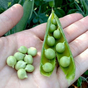 Wholesale High Quality Green Peas Frozen <b>Sweet</b> Green Peas Rich in Nutrition for Export and Global Markets for Bulk for Sale - Product Image 6