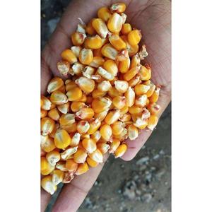 Maíz Amarillo Fresco a Granel, Granos de Alta Calidad Sin OMG para Alimentación de Ganado, Industria Alimentaria, Producción de Snacks, Precio de Fábrica - Product Image 6