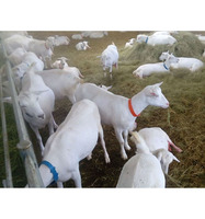 Venta al por mayor de cabras lecheras vivas de primera calidad, cabras de cría registradas de la raza Saanen de Sudáfrica, NMF (PTY) LTD, larga vida útil