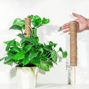 Nouveaux bâtons de cocotier et poteaux en fibre de coco 2026 pour support de plantes d'intérieur et d'extérieur, idéaux pour les plantes grimpantes de jardin, en provenance du Vietnam - Product Image 5