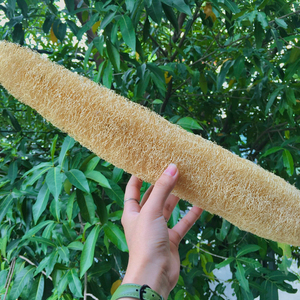 Loofah Loofah ขนาด45ซม. คุณภาพพรีเมี่ยมพร้อมใช้งานและพร้อมส่งออก Loofah 2022/Big Loofah ไม่มีสารฟอกขาวจากธรรมชาติสำหรับตลาดเกาหลี - Product Image 3