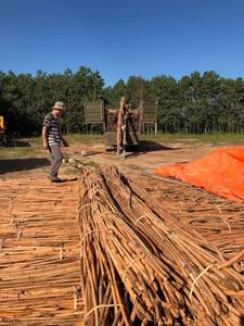 Vietnamese rattan export Raw & Natural Rattan Sticks - Product Image 2