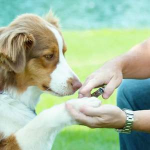 Cortauñas para Perros al por Mayor, Set de Tijeras Profesionales de Acero Inoxidable para el Cuidado de Mascotas - Product Image 2