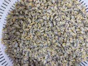 Mariscos Congelados Competitivos, Carne de Almeja Sangrienta IQF LQF HUANGDA, Empaque Personalizable, 24 Meses de Vida Útil, 120-160 Unidades, Origen Fujian - Product Image 5