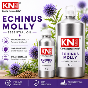 Aceite Esencial de Echinus Molly de Primera Calidad, Certificado Orgánico, Fabricante a Granel, Exportador y Mayorista Global, 100% Puro Echinops sp - Product Image 2