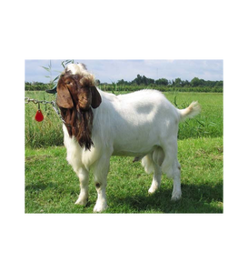Suministro al por Mayor de Cabras Boer Premium Vivas para Criadores de Ganado, Granjas de Producción de Carne, Importadores y Distribuidores - Product Image 1