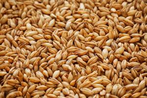 High Quality Organic Indian Fresh Barley <b>Seeds</b> Pearl Barley Malt AD Dried for Animal Feed Hulled Wholesale Best Quality Grade - Product Image 4