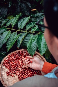 Prix d'usine, grains de café vert Robusta d'origine vietnamienne, grains de haute densité, export en vrac dans le monde entier, service OEM/ODM disponible - Product Image 4