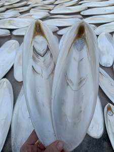 Seiche séchée entière 20-40cm, haute teneur en protéines, fruits de mer en vrac, qualité supérieure, origine Vietnam Ba Ria-Vung Tau, riches en vitamines, durée de conservation 2 ans, 99GD - Product Image 2