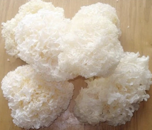 Material de Tremella (Hongo Blanco) Procesado Cuidadosamente para Uso en Sopas y Postres, Exportado desde Vietnam - Product Image 3
