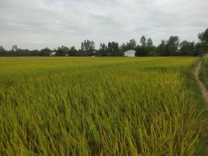 Arroz Blanco de Grano Largo Premium al por Mayor para Restaurantes, Venta al por Menor y Exportación con Granos Limpios y Excelente Sabor - Product Image 4