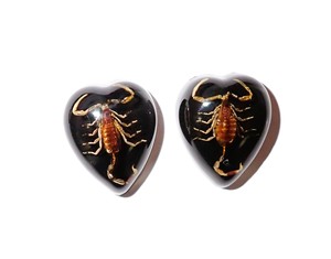 Golden Scorpion Real Specimen Plastic Cabochon <b>Heart</b> 17x21 mm <b>Black</b> Flat Bottom for Crafts and Jewelry Making - Product Image 2