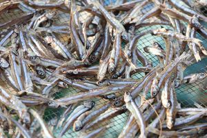 Anchoas Secas al Sol Naturalmente, Pescado con Alto Contenido de Proteínas, Exportador de Vietnam, Suministro a Granel, MOQ Bajo // Evan - Product Image 5