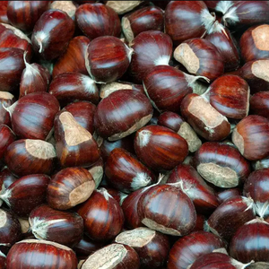 Châtaignes brutes en vrac à prix de gros, idéales pour les fournisseurs de noix et les fabricants de produits alimentaires - Product Image 5