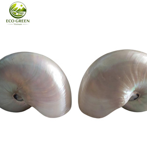 Grande coquille spirale polie décorative pour la décoration de maisons de luxe, les centres de villégiature et les aquariums - Product Image 2